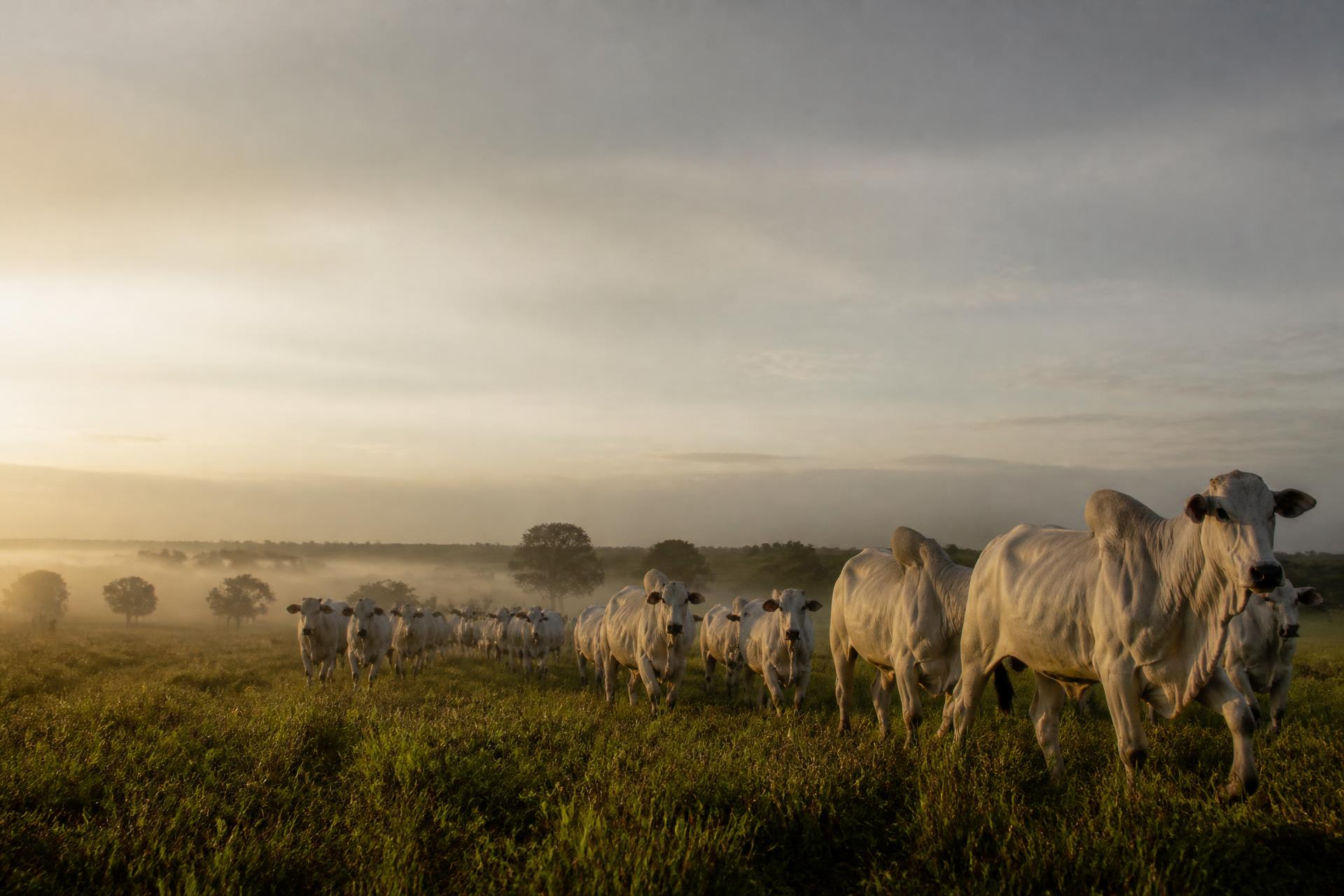 Rebanho Nelore em pastagem no Paraná